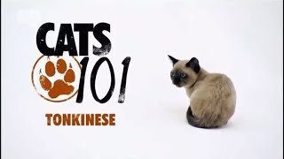 Тонкинская кошка 101Kote.ru Tonkinese 101Cats