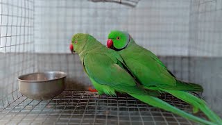 Sweet Mitthu Parrots | Animals Ubs by Animals UBS 221 views 2 years ago 1 minute, 26 seconds
