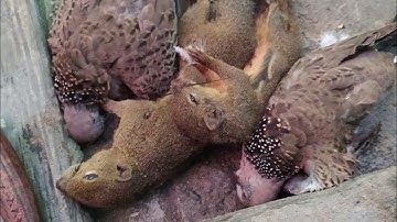 pest control, dokumentasi singkat basmi hama tupai dan tekukur..