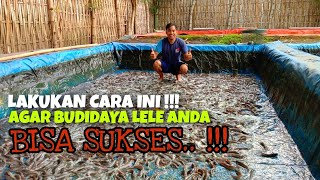 Tips for Successful Catfish Cultivation || Ways for Catfish Cultivation to Grow