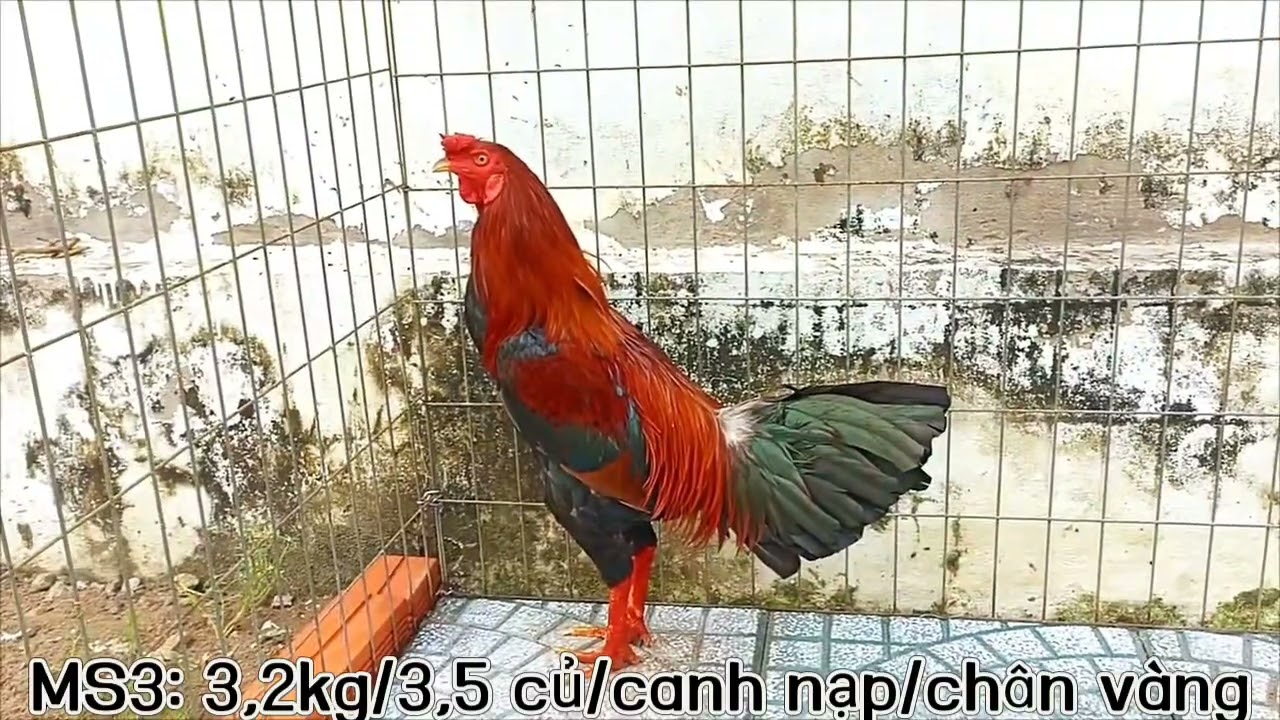 2/2 Giao lưu Ae vui tết. 077.2132.997