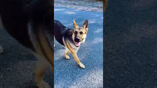 Off Leash Obedience with Stella by K9 Heeling 305 views 2 months ago 2 minutes, 30 seconds