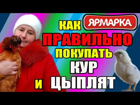 Как правильно покупать кур и цыплят на рынке.