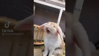 Bunny Rabbit Making Noises ?