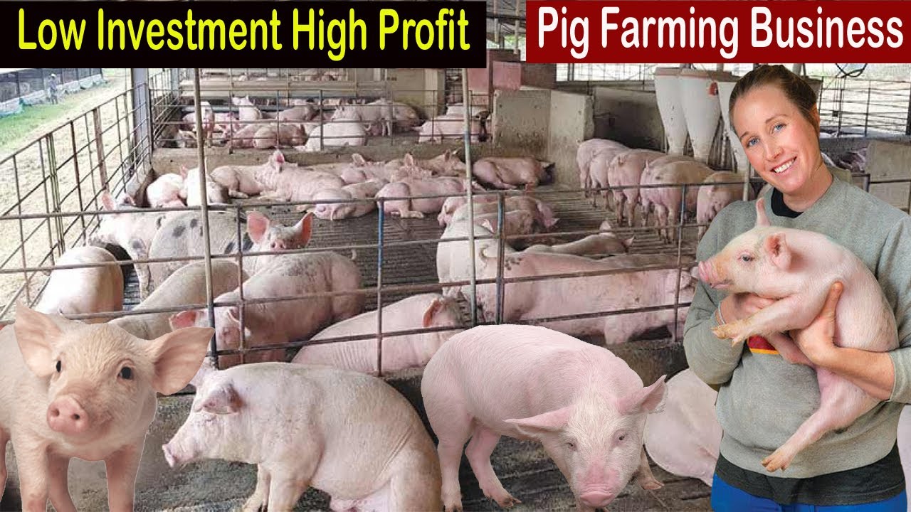 business plan pig farming for beginners