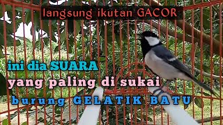inilah SUARA yang PALING DI SUKAI BURUNG GELATIK || semua Jenis GELATIK PASTI  NYAUUT DAN GACOR ‼️