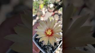 Asteria vtype flower #cactusflower #cactus #cacti #asteria#astrophytum #flowers