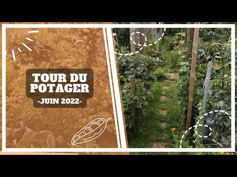 Tour du potager - Fin juin