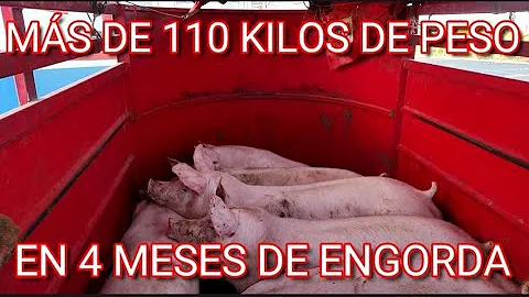 HOY VEND 10 MARRANOS BIEN PESADOS EN MS DE 50 MIL ...