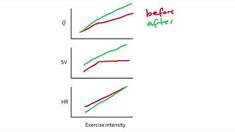Cardiovascular System - Cardiac Output