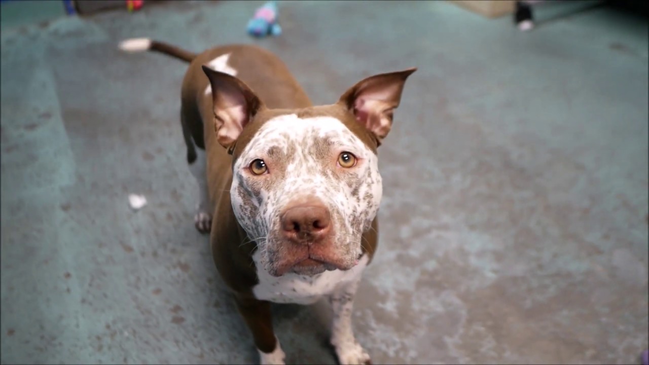 adopt cats long island Freckles 55300/NYCACC/ | An Absolute Doll
