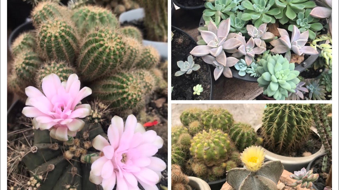 Tour por minha estufa/ suculentas com linda coloração/ cactos floridos 😍🥰