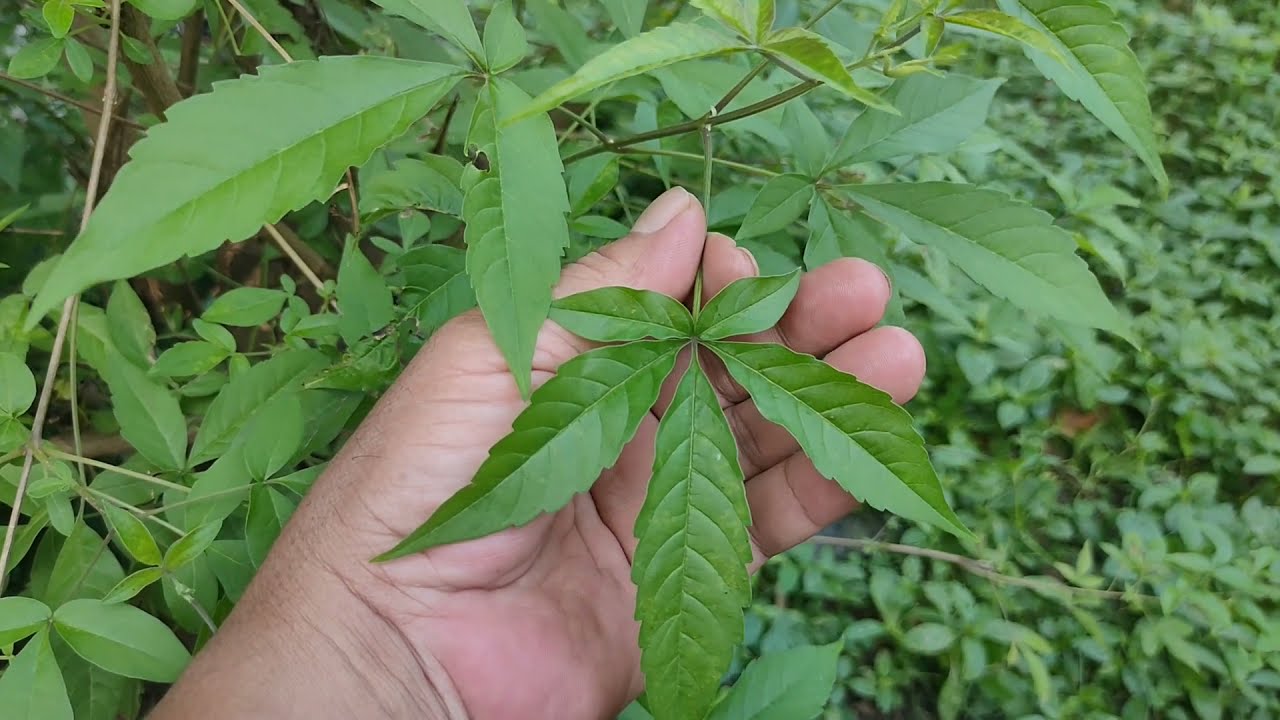 Lagundi Chinese Chaste Tree Vitex Negundo Propagation Thru Cuttings Lagundi Chinese Chaste Tree Vitex Negundo Propagation Thru Cuttings