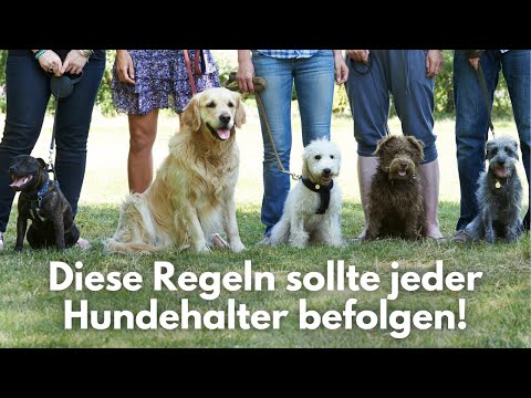 Video: Trail-Etikette, die alle Hundebesitzer befolgen sollten