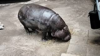 Pygmyhippo2