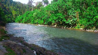 Forest sound, beautiful river sounds, best sounds of nature in the mountain | White Noise