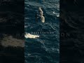 Ocean Horizons: Melodic Waves & Sea Breeze 🕊️ | Chill Music to Dream #lofi #music