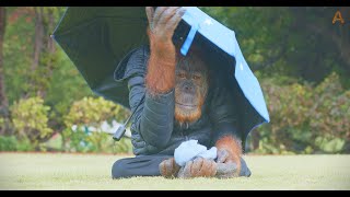 Animalia Orangutan Prince observes the rain by Animalia 2,848 views 2 months ago 1 minute, 18 seconds