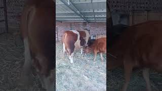 Just a real Simmental bull, big headed, strong for raising 137