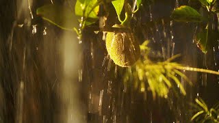 Pure Rain that will Relax & Calm You Before Sleep - Heavy Rain in Garden with Thunder for Deep Sleep