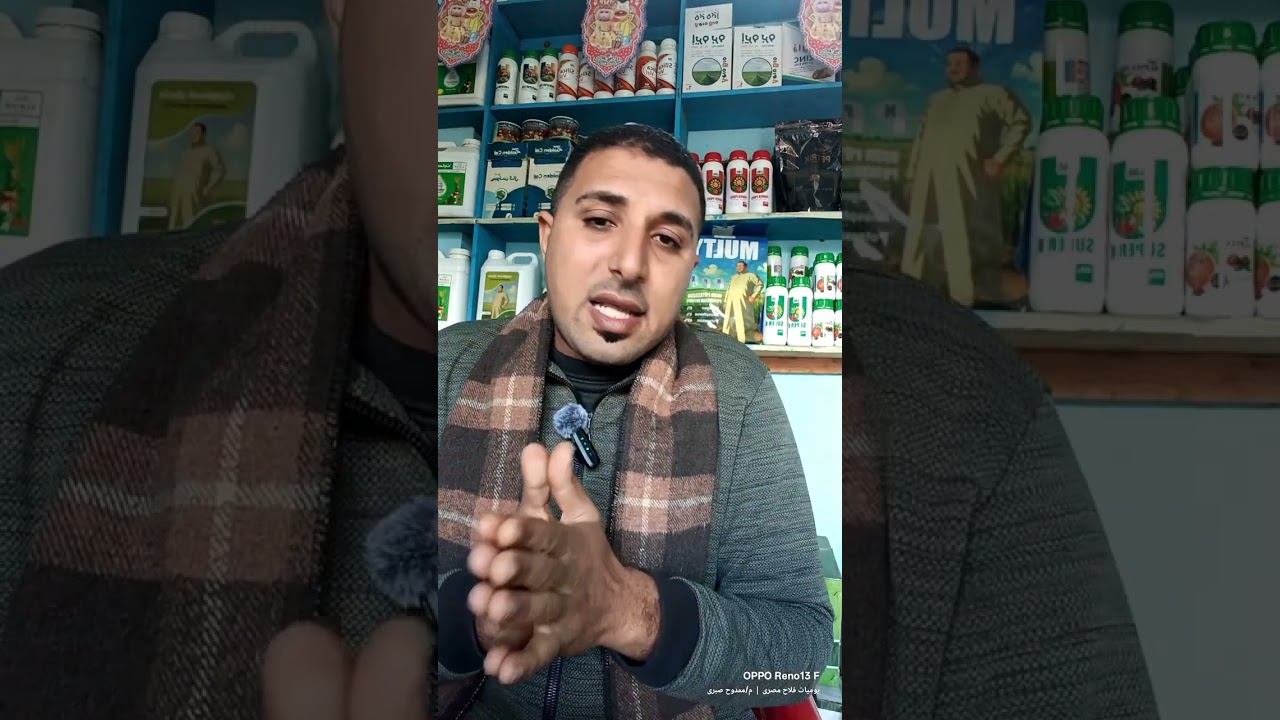 بقع صفراء صغيرة؟ لأ ده مرض التبقع الأصفر السبتوري… أخطر مرض بيكسر إنتاج القمح وبيضرب ورقة العلم