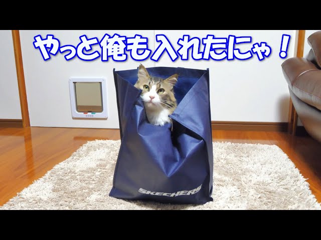 ようやく念願だった袋の中へ入る事が出来て満足そうな巨猫のボス吉