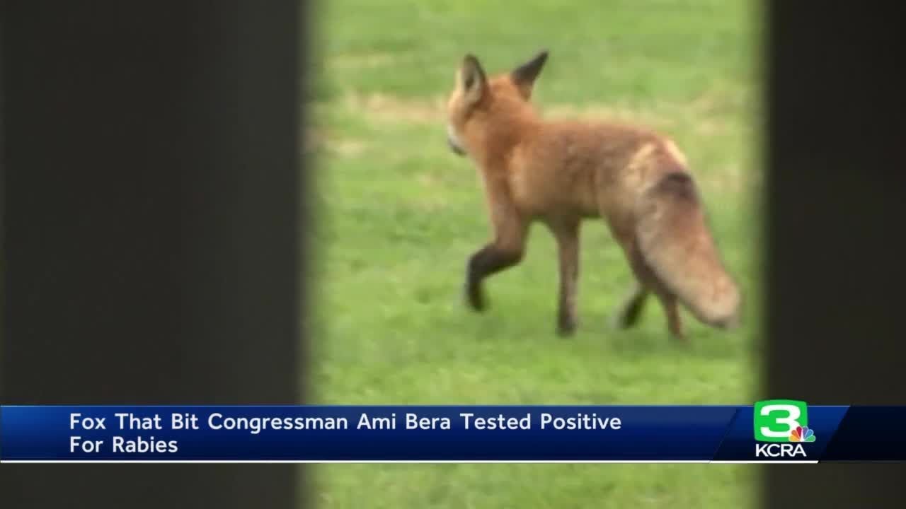 Foxes With Rabies