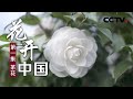 《花开中国》第一集 茶花 | CCTV纪录