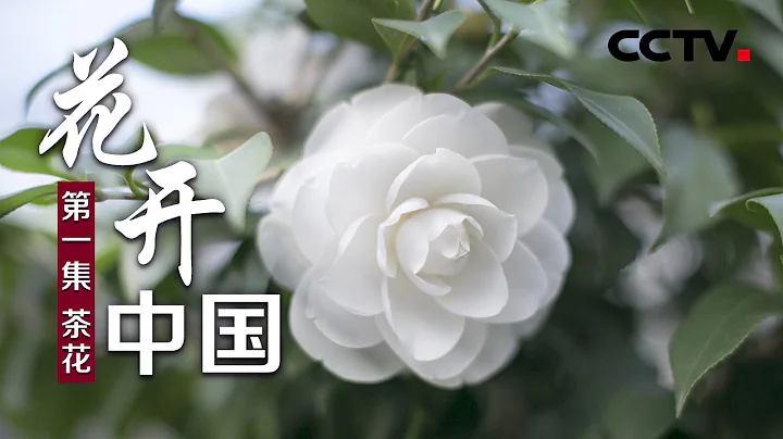 《花开中国》第一集 茶花 | CCTV纪录 - 天天要闻