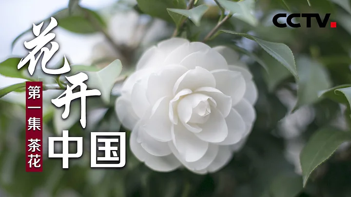 《花開中國》第一集 茶花 | CCTV紀錄 - 天天要聞