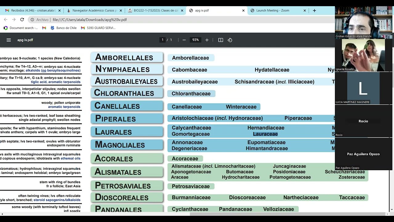 Magnolidas - Laurales y Magnoliales