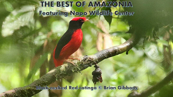 The Best of Amazonia Featuring the Napo Wildlife C...