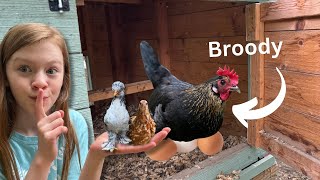 My HEN is BROODY…here’s how I tricked her by The Little Farm 102 views 6 days ago 8 minutes, 55 seconds