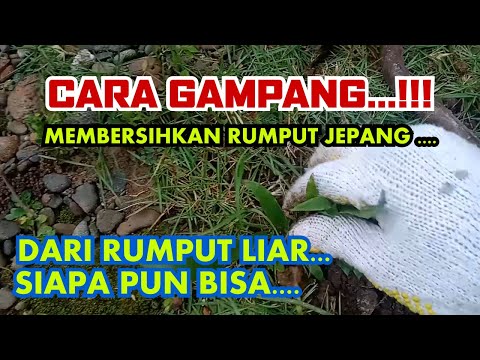 Video: Perawatan Sedge Jepang: Menanam Sedge Jepang Di Taman