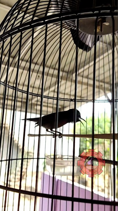 Konin gacor materi kinoi. #koningacor #kolibrininja #masterankonin #hummingbird #konin #shorts