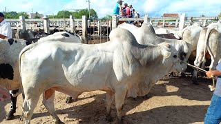 FEIRA DE GADO EM CAMPINA GRANDEPB 24/04/2024 MUITA VACAS LEITEIRA HOJE