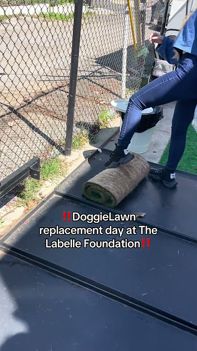 DoggieLawn Delivery Day at The Labelle Foundation