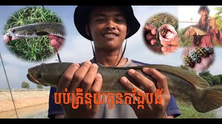 បប់កត្រីនុយកូនកង្កែបជ័រ​​ Fishing in khmer  2022 -10-11 By Bro SPK