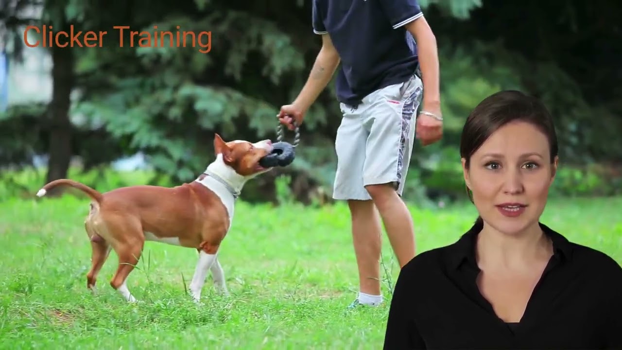 Dog Training