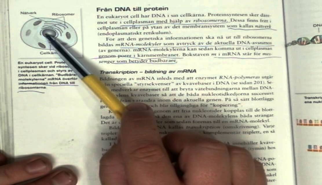 DNA och proteinsyntes Kemi 2
