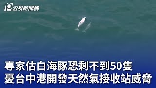 專家估白海豚恐剩不到50隻 憂台中港開發天然氣接收站威脅｜20250717 公視晚間新聞