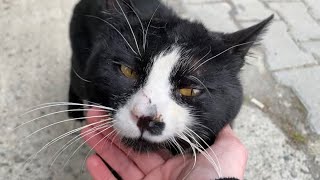 tuxedo street cat wants to be loved