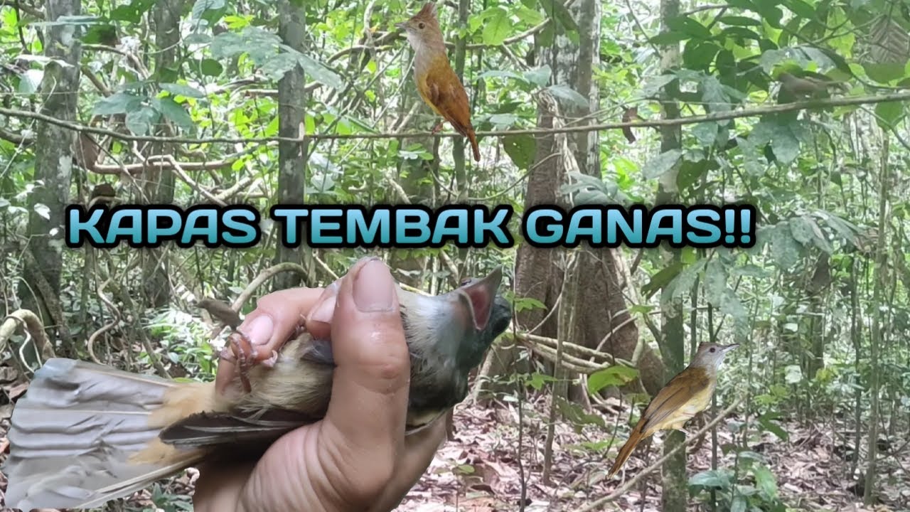 Mikat kapas tembak ganas, bikin greget!! Poin sepasang