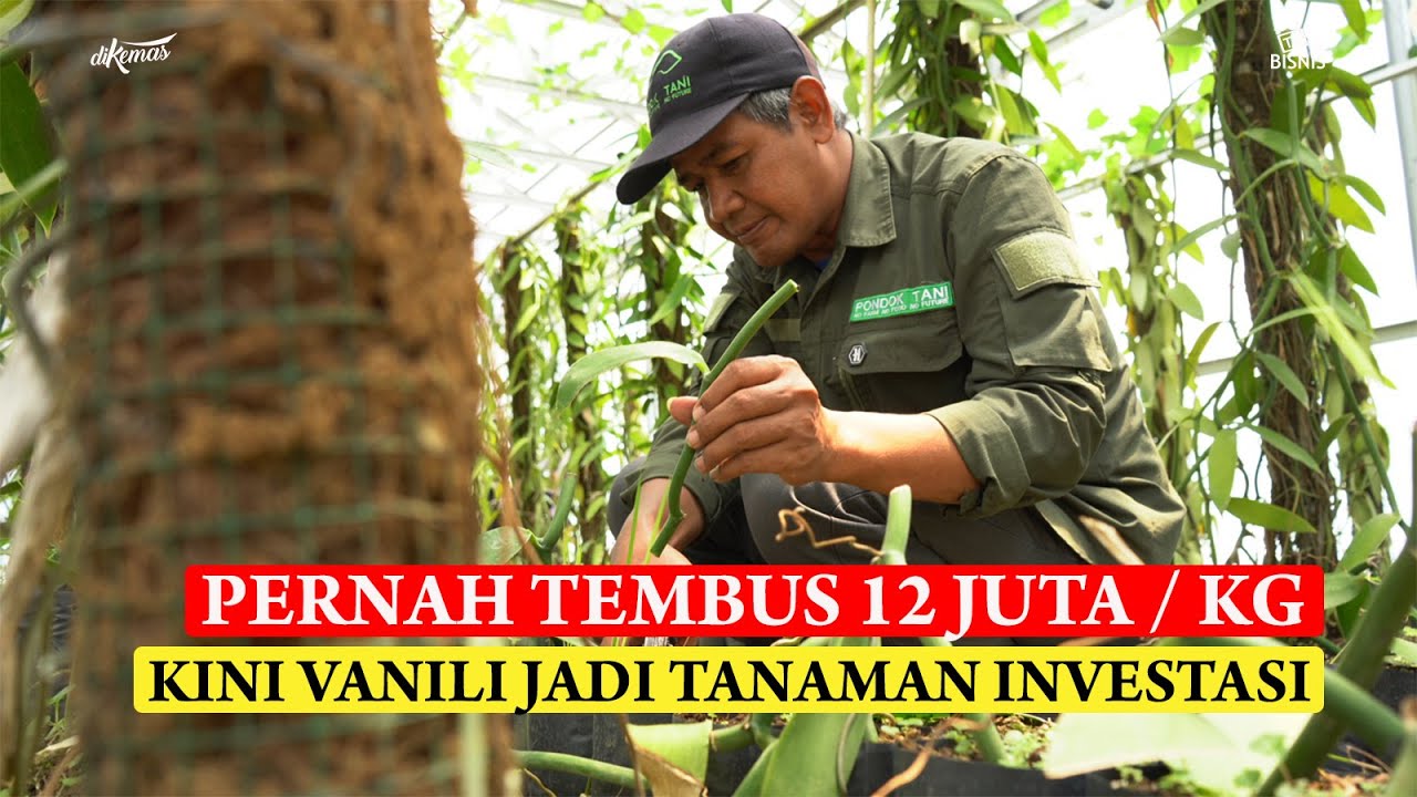 PERNAH TEMBUS 12 JUTA PER KILO, KINI VANILI JADI TANAMAN INVESTASI