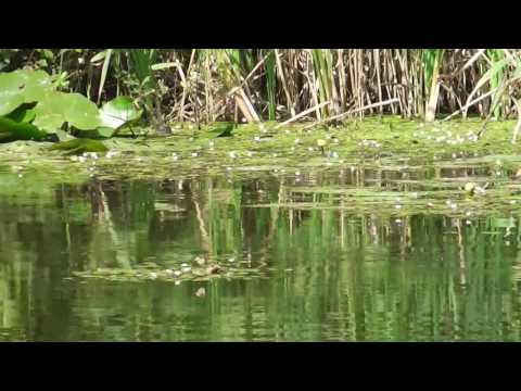 Хотели искупаться в