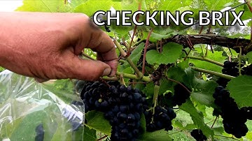 Checking Brix in Vineyard with a Tiaoyeer Brix Refractometer
