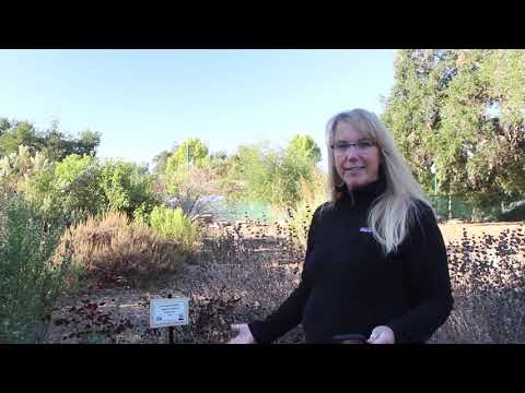 Matilija Middle School Schoolyard Habitat