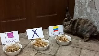 Paula the bunny predicts the winners from the World cup 2022. QATAR vs ECUADOR ?