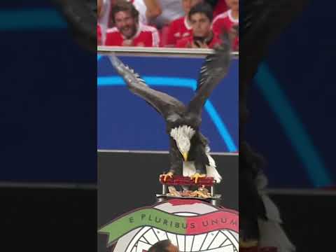benfica #eagle#championsleague #benfica