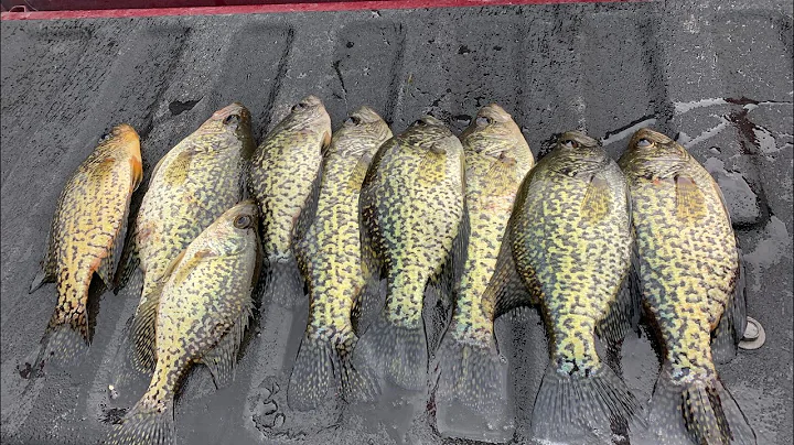 Fishing For Crappie - Delta - Tracy Ca